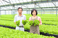 新年のご挨拶ーサラダ菜を私たちが作ってます♬part2 2014/01/01 11:07:55