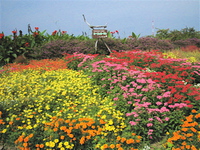 入野の花壇 2014/10/13 19:57:10
