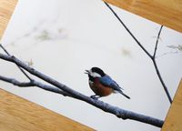 坂下野鳥倶楽部と11月のイベント 2015/11/12 21:38:39