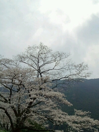 秋葉ダムの千本桜 2013/03/24 22:06:30