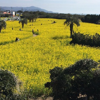 菜の花
