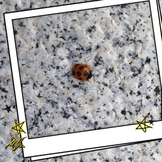 Ladybug
