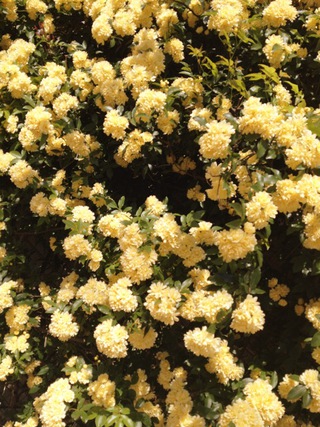 木香薔薇