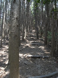 表三河の名峰 『五井山』