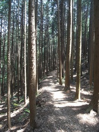 表三河の名峰 『五井山』