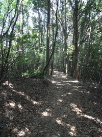 表三河の名峰 『五井山』