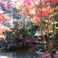 紅葉とご予約状況と懲りない鈴木 2015/12/15 21:57:56