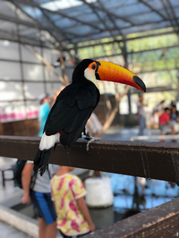 とり、鳥、tori、花 2018/10/09 19:00:00