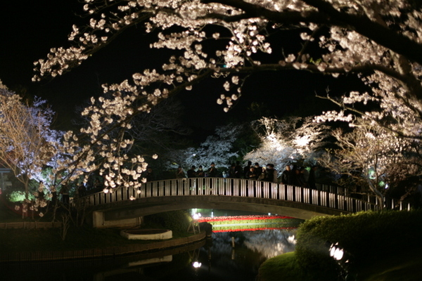 お花見　フラワーパークの夜桜
