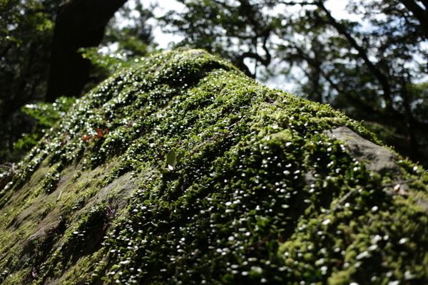 三回目のトレッキングin粟ヶ岳