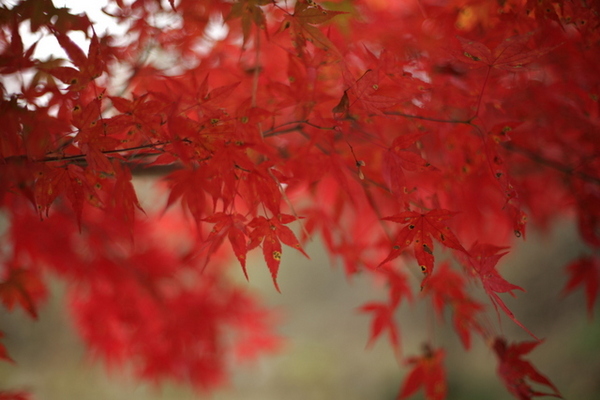 紅葉狩り　恵那峡