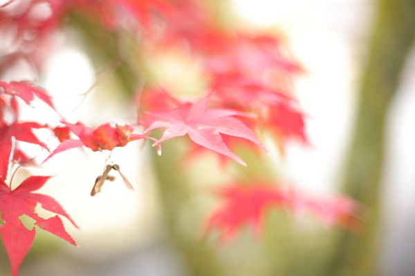 紅葉狩り　恵那峡