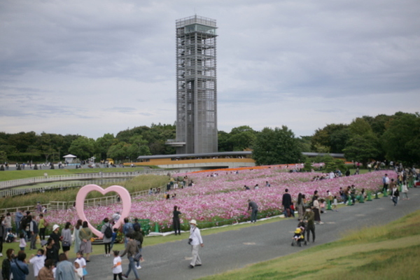 ガーデンパークのコスモス