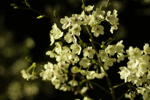 お花見　法多山