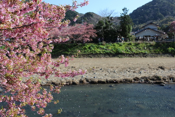 本場の河津桜を観に行ってきました～