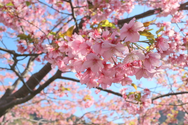 本場の河津桜を観に行ってきました～