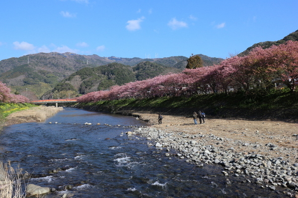 本場の河津桜を観に行ってきました～