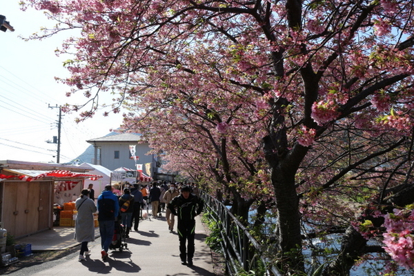 本場の河津桜を観に行ってきました～
