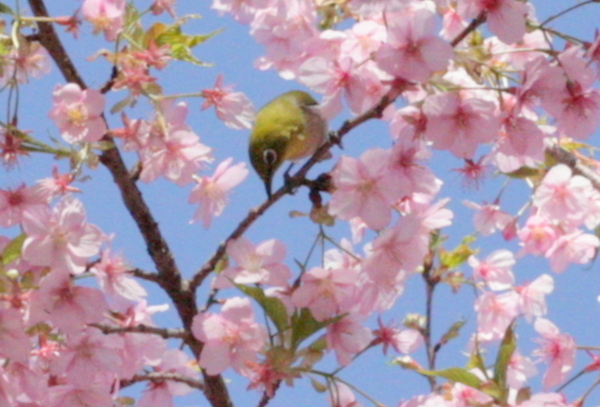 東大山の河津桜を観に行ってきました～