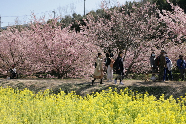 東大山の河津桜を観に行ってきました～