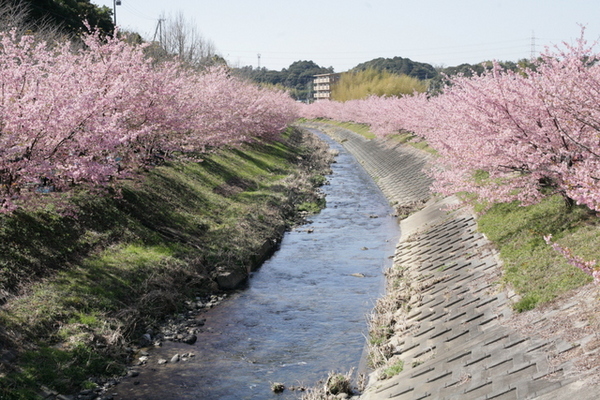 東大山の河津桜を観に行ってきました～
