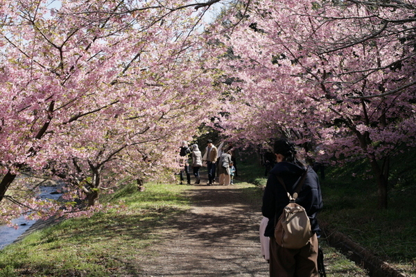 東大山の河津桜を観に行ってきました～