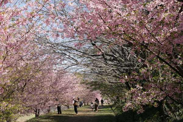 東大山の河津桜を観に行ってきました～