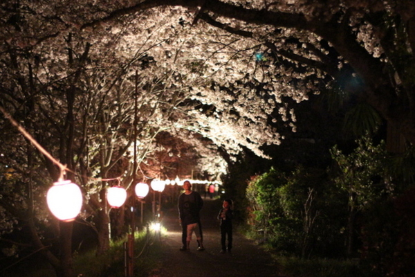 お花見　森町向天方の夜桜