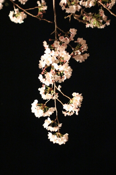 お花見　森町向天方の夜桜