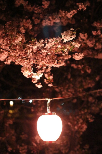 お花見　森町向天方の夜桜