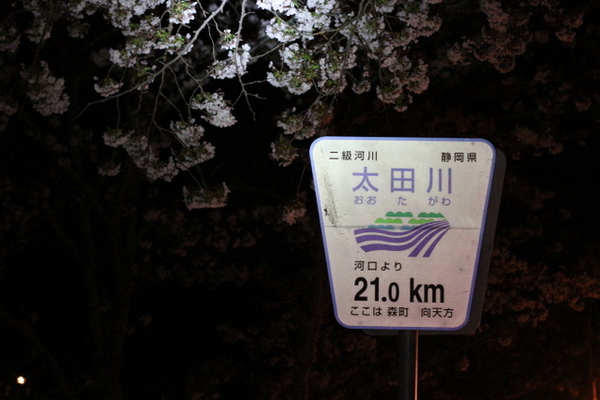 お花見　森町向天方の夜桜