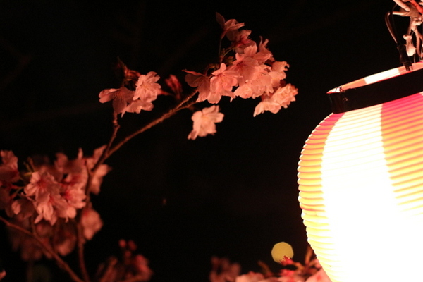 お花見　森町向天方の夜桜