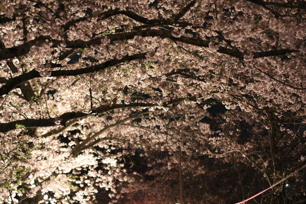 お花見　森町向天方の夜桜