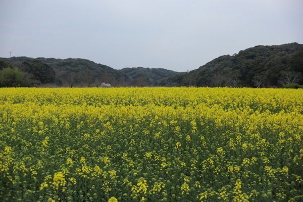 桶ヶ谷沼の菜の花畑