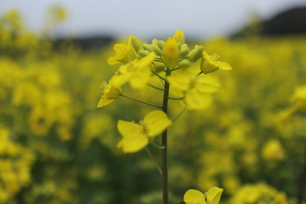 桶ヶ谷沼の菜の花畑