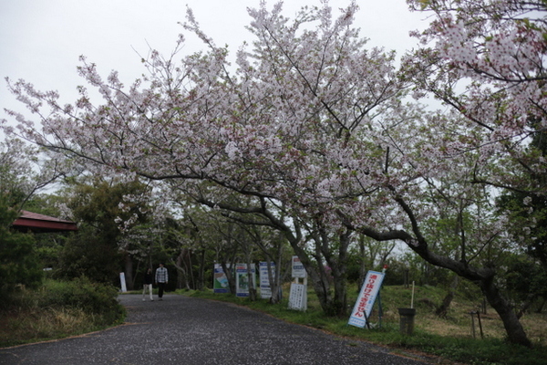 トレッキング in 大浜公園