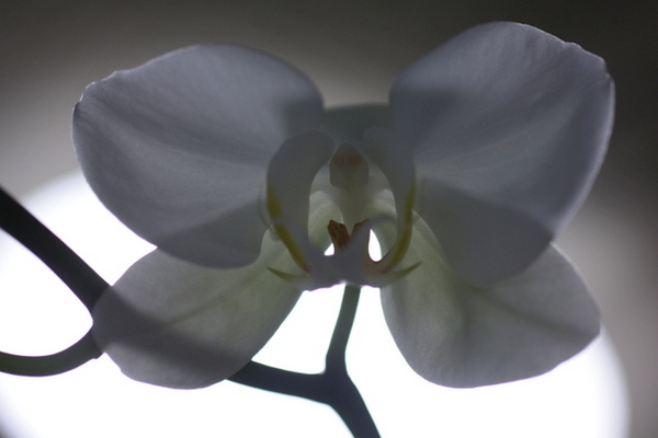 二度目の花