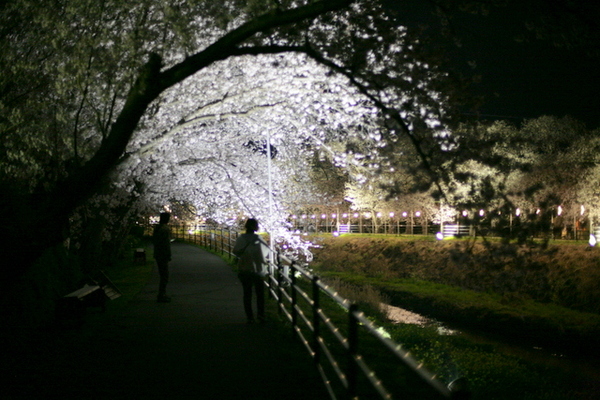 夜桜を観に行ってきました。