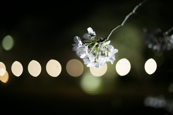 夜桜を観に行ってきました。