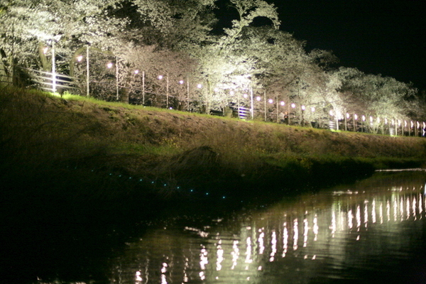 夜桜を観に行ってきました。