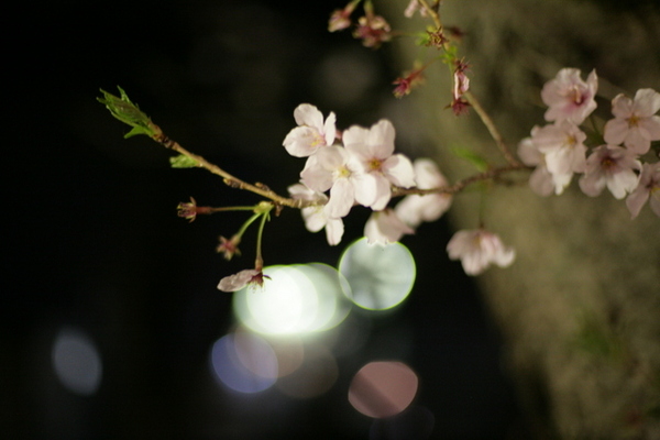 夜桜を観に行ってきました。