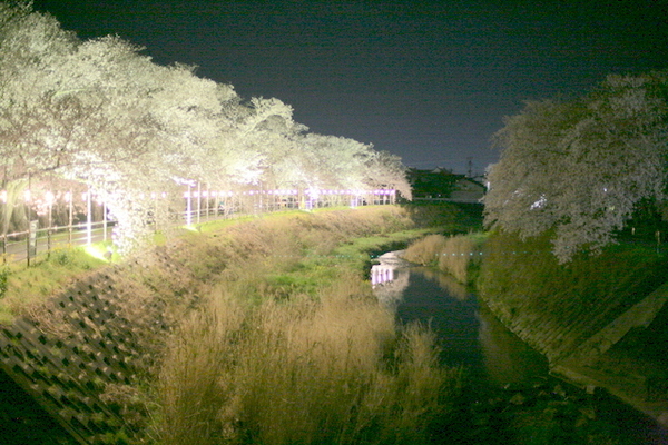 夜桜を観に行ってきました。
