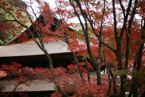 岩屋堂公園に行ってきました。