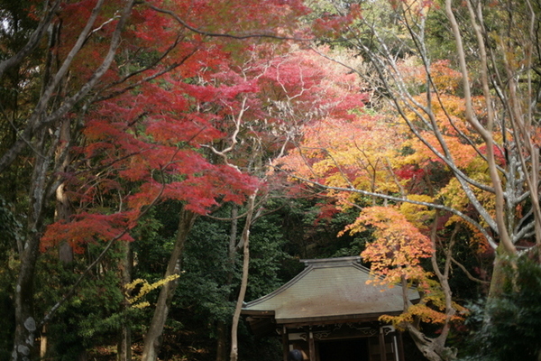 岩屋堂公園に行ってきました。