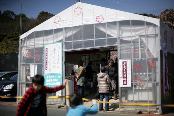 大草山　昇竜しだれ梅園