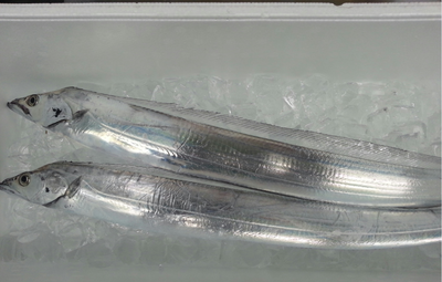 釣りもの「太刀魚」入荷