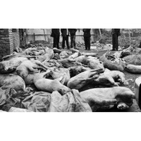 150トンの病死豚肉が市民の胃袋に、残留農薬は基準値の12倍―広東省