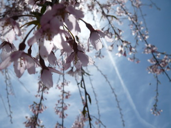 桜　さくら
