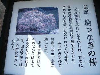桜　さくら
