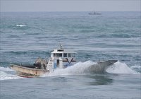 春漁しらす漁　今切凱旋の新居港海雄丸